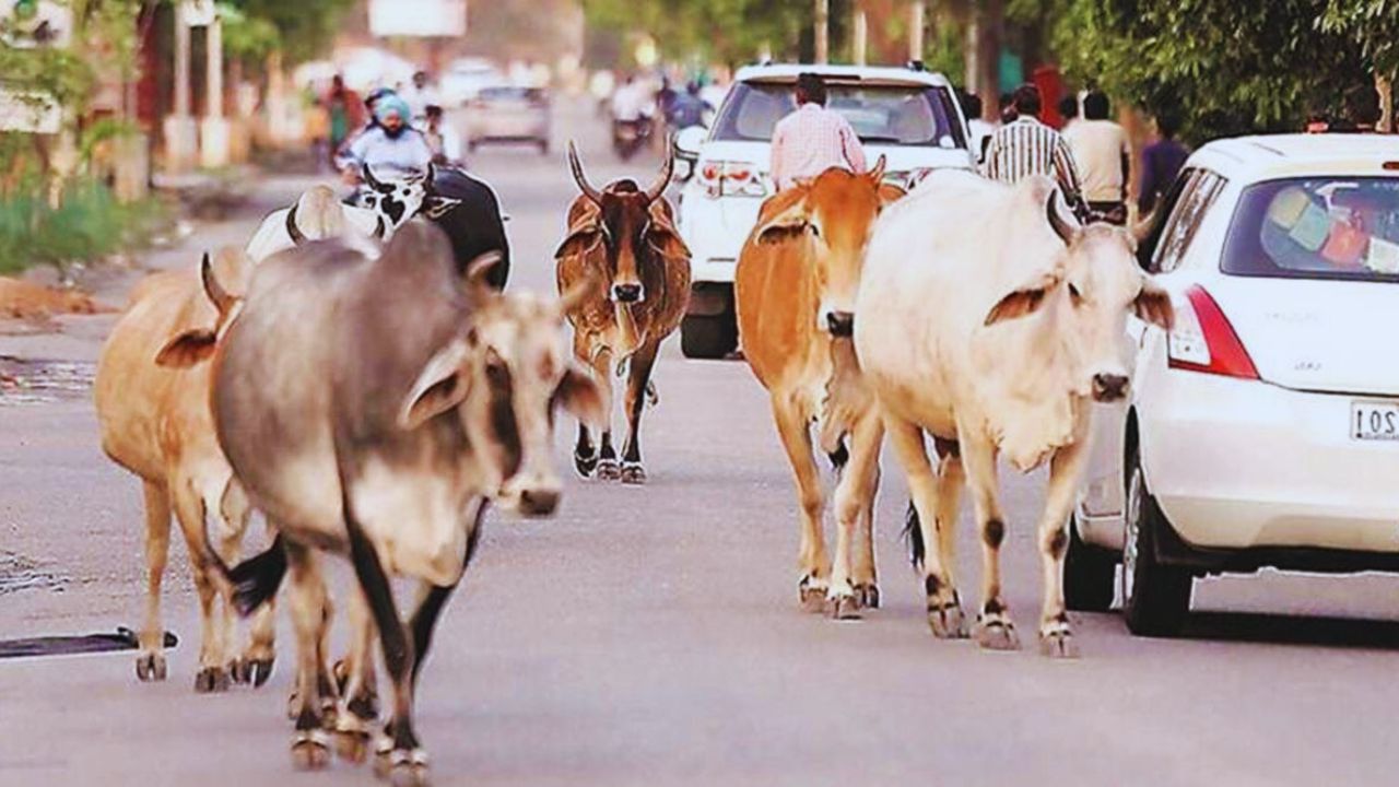 बेसहारा गाय पालने पर सरकार दे रही 1500 रुपये महीना! जानिए कौन ले सकता है फायदा