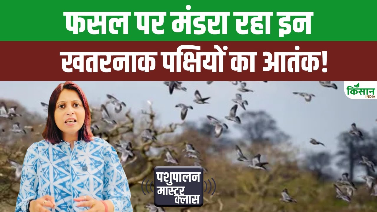 आपके खेत में बैठे पक्षी फसल के लिए हो सकते हैं खतरा, जानें कैसे करते हैं नुकसान