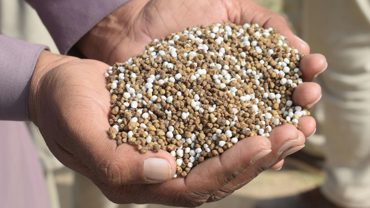 Fertilizer Shortage: DAP की भारी किल्लत, किसानों से रेट  से ज्यादा पैसे वसूल रहे डीलर