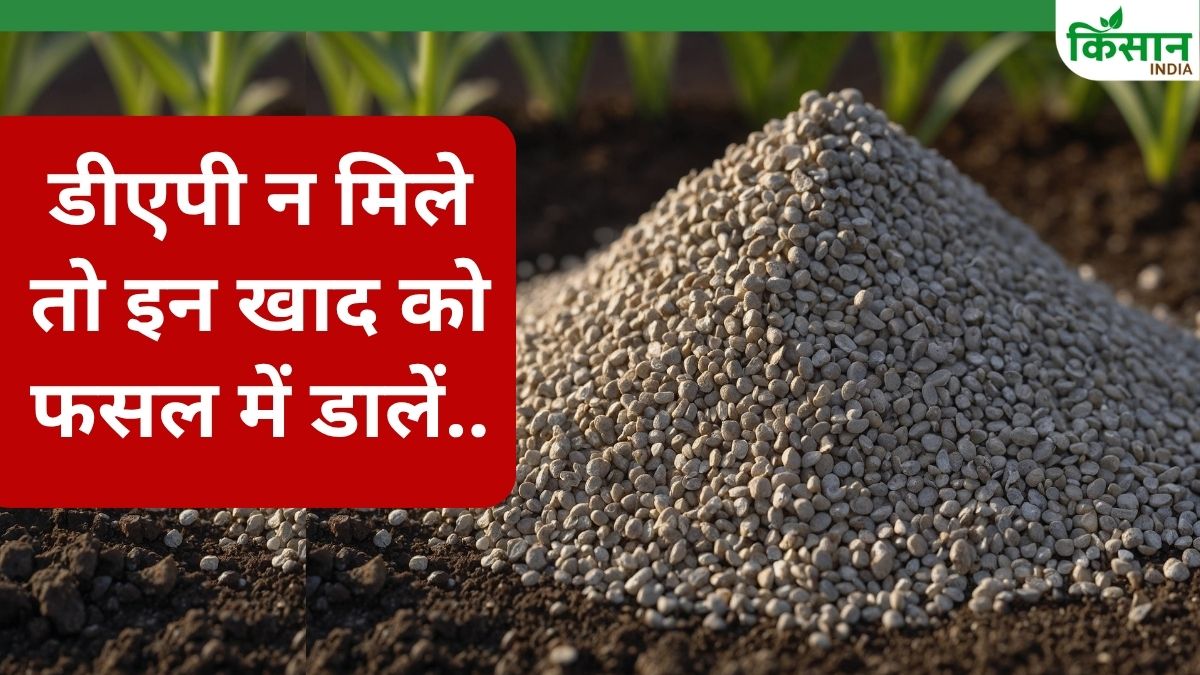 डीएपी नहीं मिल रही तो इन खाद का करें इस्तेमाल, सीएम बोले- उपज में नहीं आएगी कमी