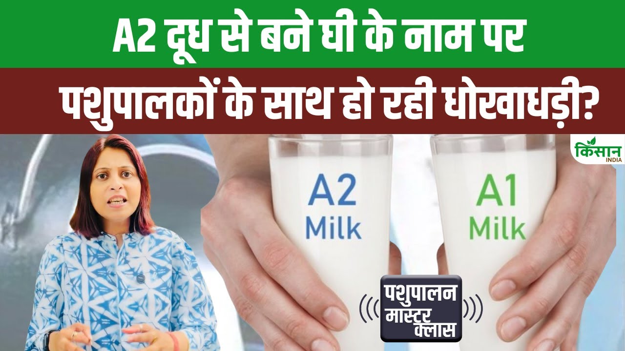 क्या है A2 दूध जो सोशल मीडिया पर चर्चा का विषय, जानें पशुपालकों को है कितना फायदा
