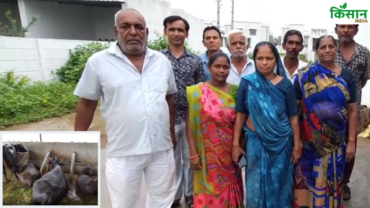 गुजरात के 125 किसानों का कमाल, 8 बीघा में बनाया देश का पहला पशु आवास