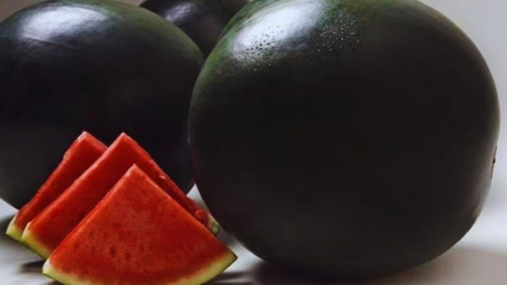 Densuke Watermelon (6,000 डॉलर का स्वाद): जापान का ये दुर्लभ तरबूज न सिर्फ काले रंग के कारण खास है, बल्कि इसकी सुगंध और मिठास इसे लक्ज़री फल की कैटेगरी में लाती है. Densuke Watermelon (6,000 डॉलर का स्वाद): जापान का ये दुर्लभ तरबूज न सिर्फ काले रंग के कारण खास है, बल्कि इसकी सुगंध और मिठास इसे लक्ज़री फल की कैटेगरी में लाती है.