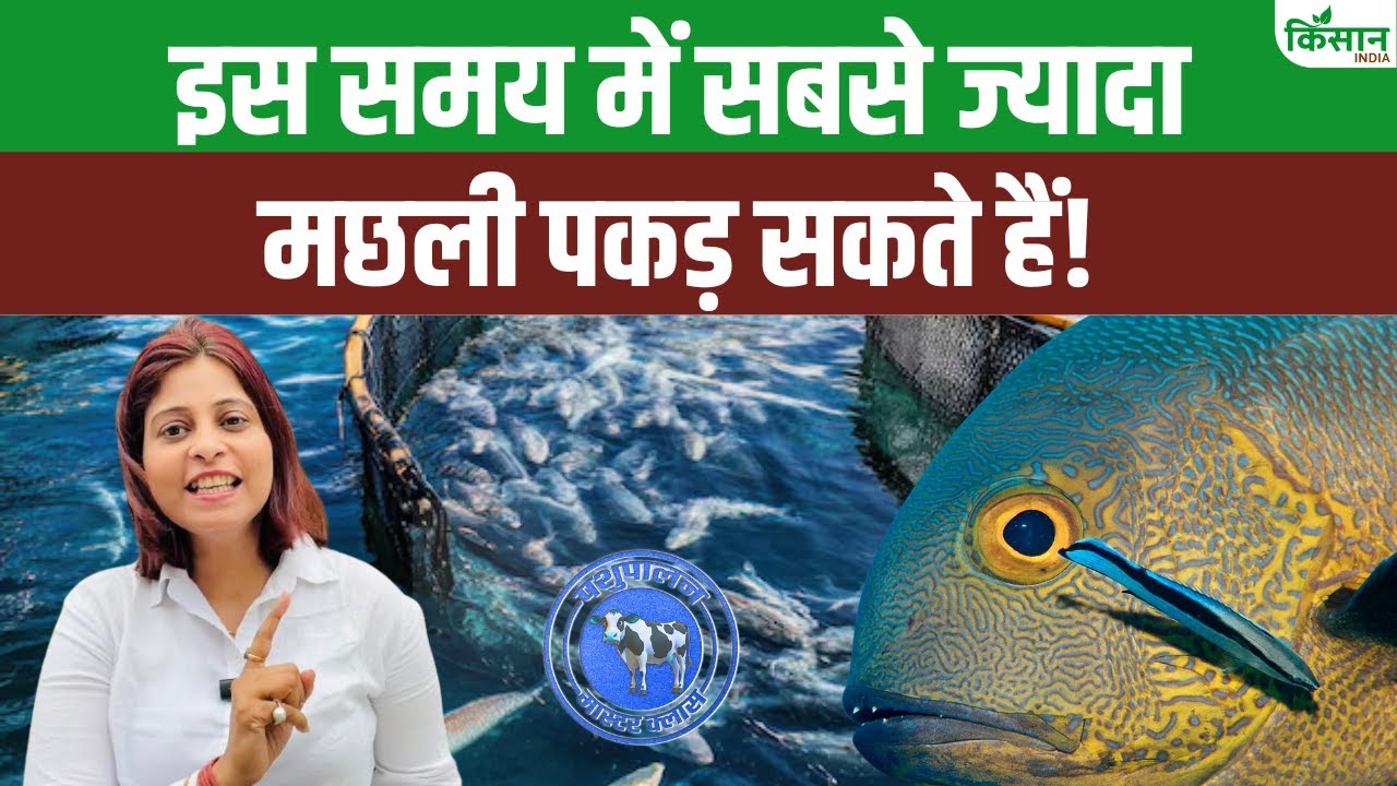 मछली पालन से करना चाहते हैं अच्छी कमाई, सही समय और मौसम की जानकारी है जरूरी