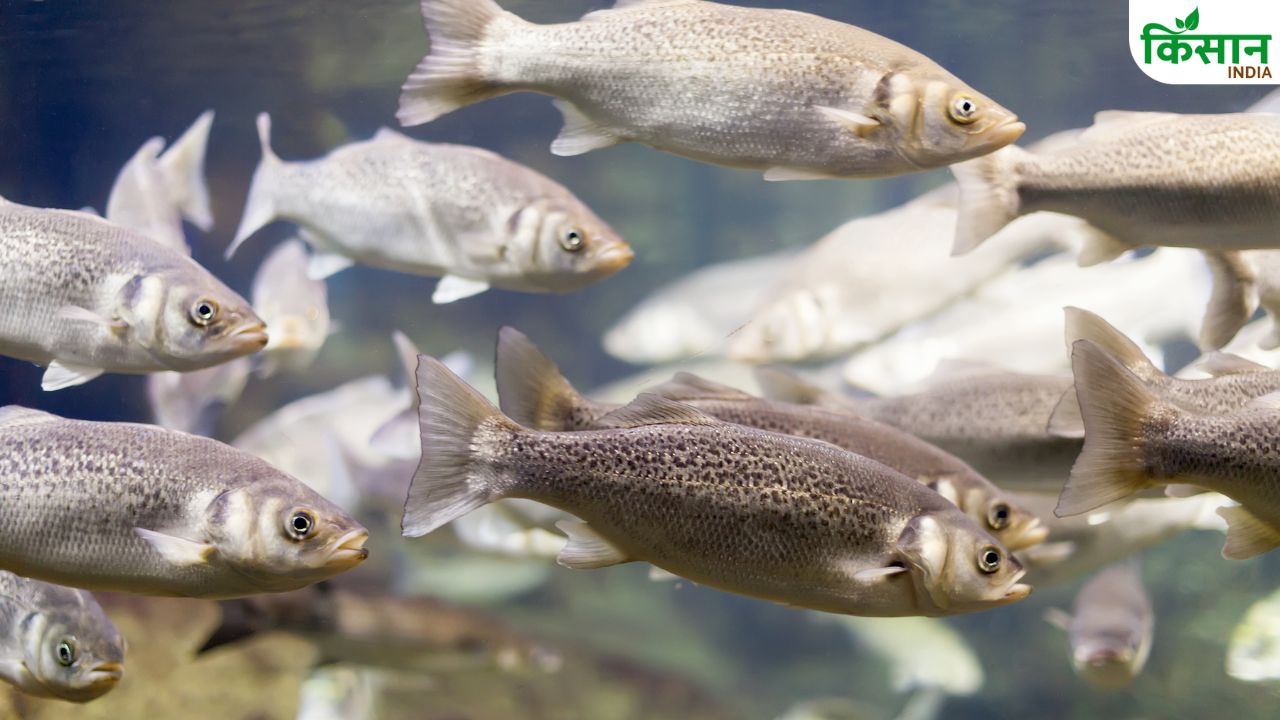 Fish Farming: मछलियों को बीमार कर देता है ये परिजीवी, जानिए बचाव के 3 तरीके