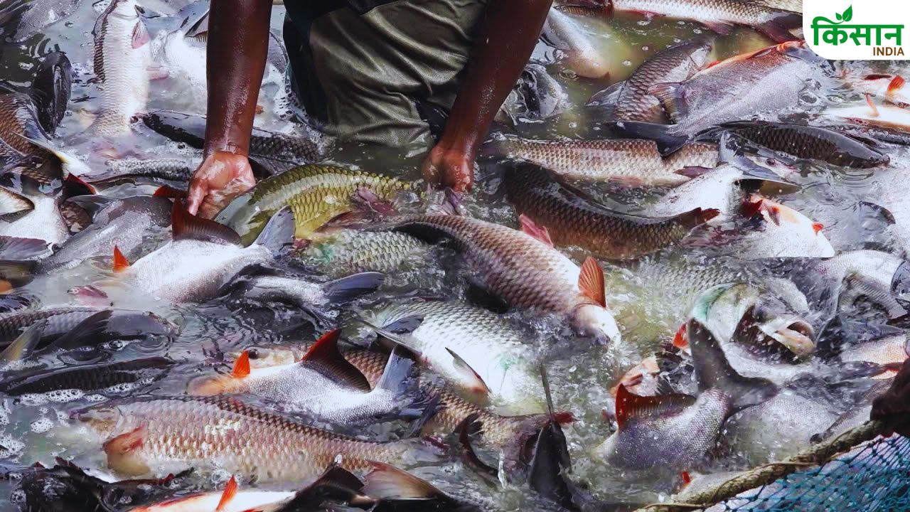 Fish Farming: मछलियों के गलफड़ सड़ा देता है फफूंद रोग, किसान को बर्बादी से बचा देंगे ये तरीके