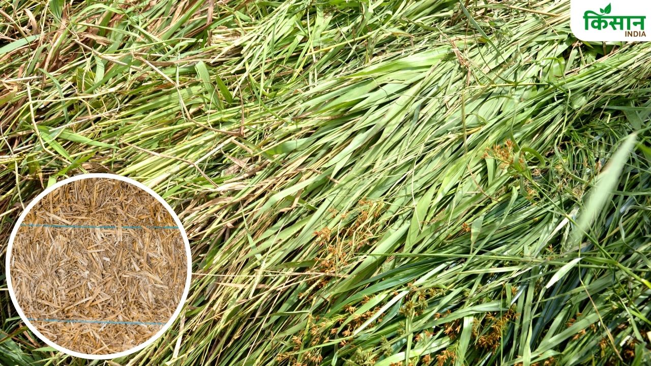 खराब फसल से भी होगा फायदा, इस प्रक्रिया से बनाएं बायो गैस और जैविक खाद