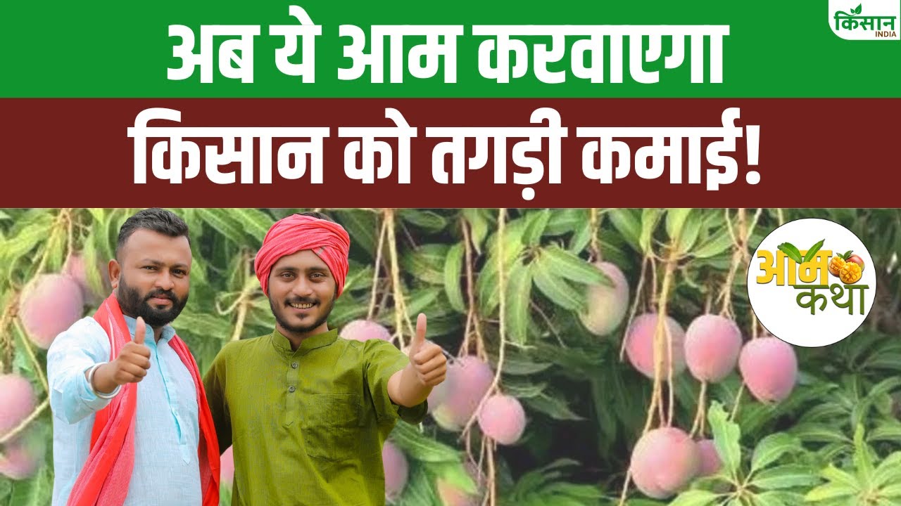 मध्य प्रदेश के गजरिया आम को मिला GI टैग, अब किसानों की बढ़ेगी कमाई