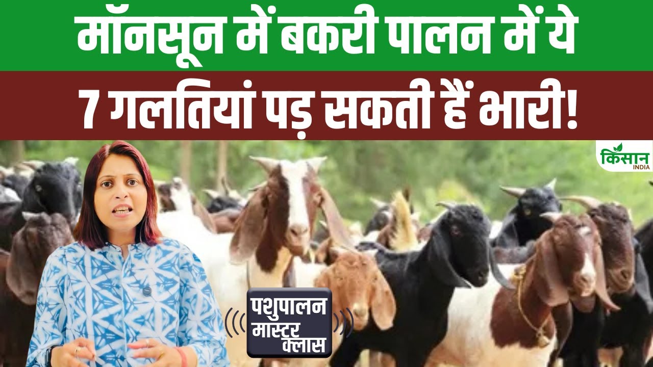मॉनसून में छोटी सी लापरवाही ले सकती है बकरियों की जान, जान लें देखभाल करने का सही तरीका