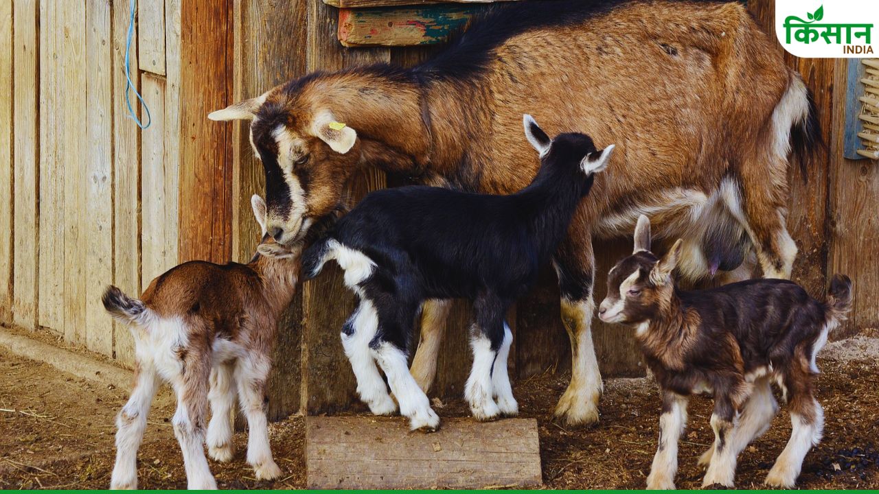 Goat Farming: बच्चों की शुरुआती देखभाल में न करें लापरवाही, जानिए फीडिंग का सही फॉर्मूला