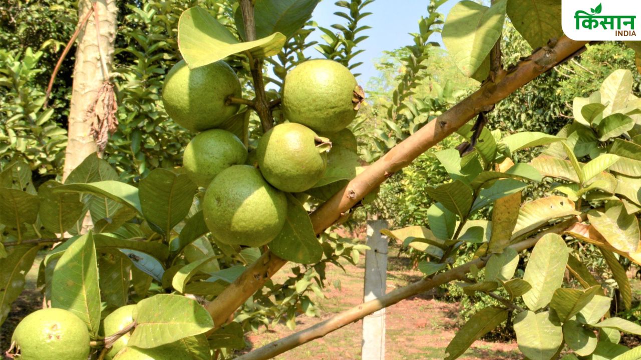 बरसात में उकठा रोग की चपेट में आ रही अमरूद की फसल, किसान बचाव के लिए करें ये उपाय