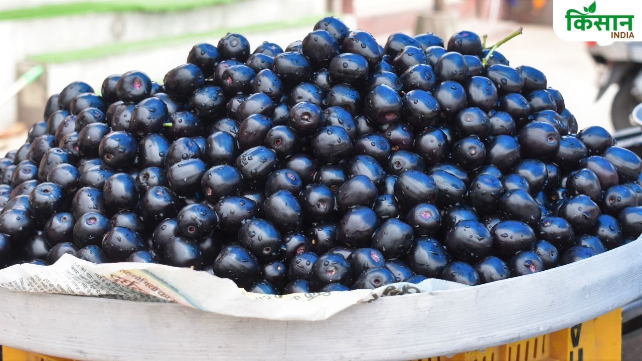 Jamun Farming: जामुन कराएगी 4.5 लाख तक की कमाई, आपको बस करना होगा ये काम