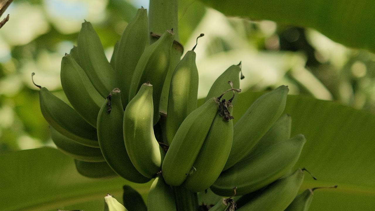 Banana Farming: न बड़ी बालकनी न खेत.. बस अपनाएं ये तरकीब और घर पर उगाएं केले का पेड़!