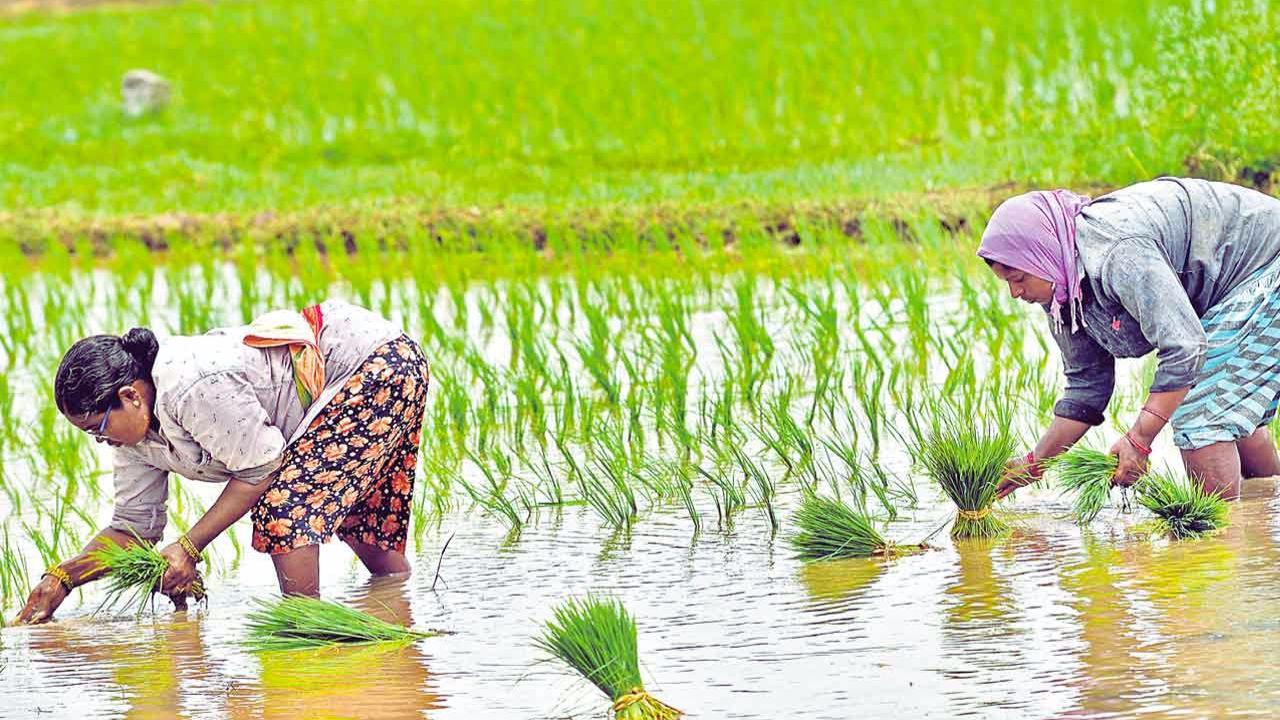 खरीफ 2025: धान और मक्का की बुआई ने बनाया नया रिकॉर्ड, तेलहन और कपास में भारी गिरावट