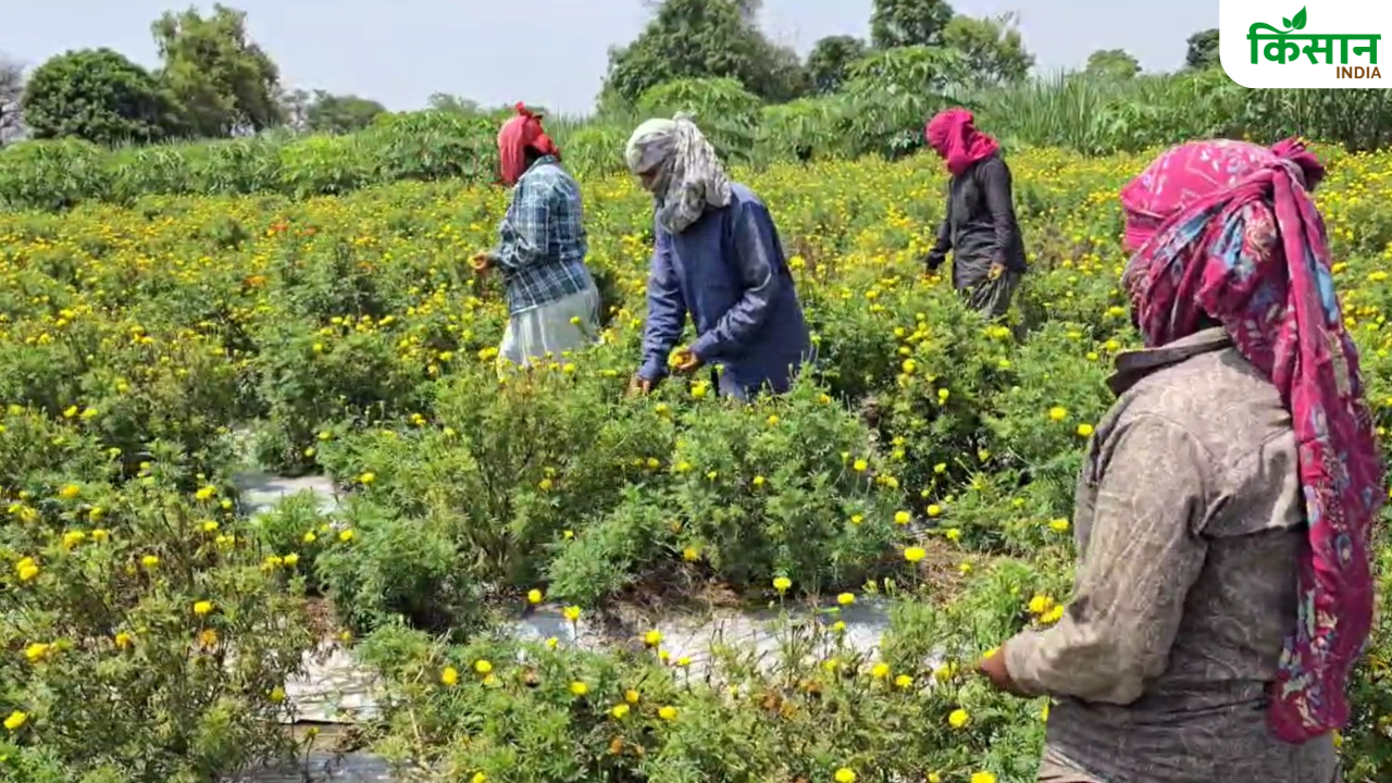 पारंपरिक खेती छोड़ थामा आधुनिक तकनीक का हाथ, बैतूल के किसान भूपेंद्र कर रहे लाखों में कमाई