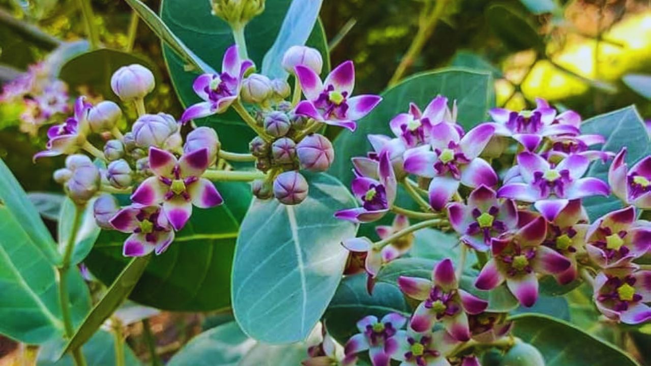 भोलेनाथ का प्रिय है ये पौधा! सांप-बिच्छू के काटने से लेकर गठिया तक में असरदार, जानें फायदे