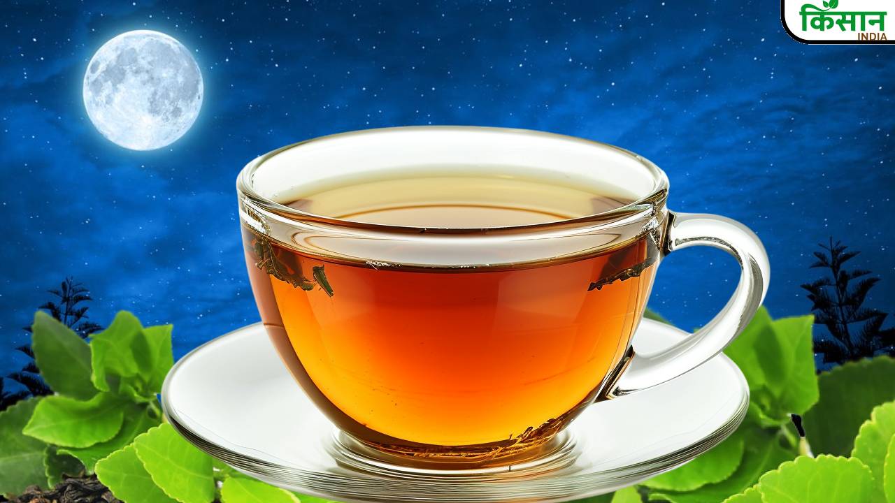 सिर्फ पूर्णिमा की रात होती है इस चाय की तुड़ाई, कीमत 40,000 रुपये! जानिए इसकी खासियत