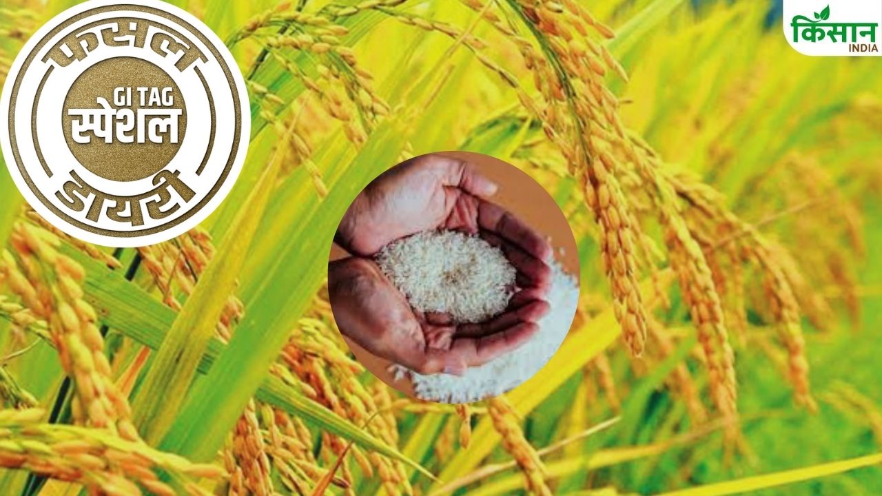 आकार में काली मिर्च की तरह है यह चावल, स्वाद और खुशबू से कर देगा मंत्रमुग्ध
