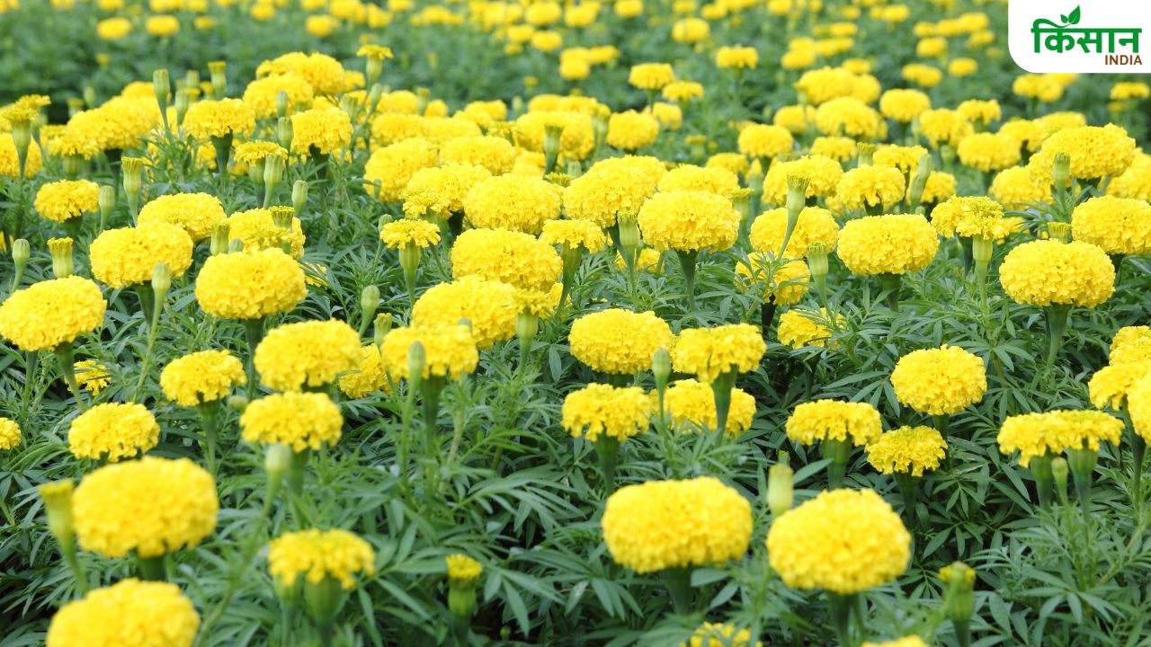 गेंदे की इस किस्म से महकेगा आपका घर, केवल 84 रुपए में ऑनलाइन ऑर्डर करें बीज
