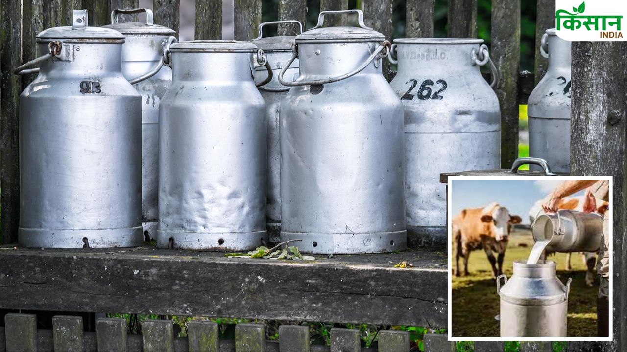 Milk Production: दूध से बदल रही किस्मत! इन 5 राज्यों ने भारत को बनाया नंबर 1