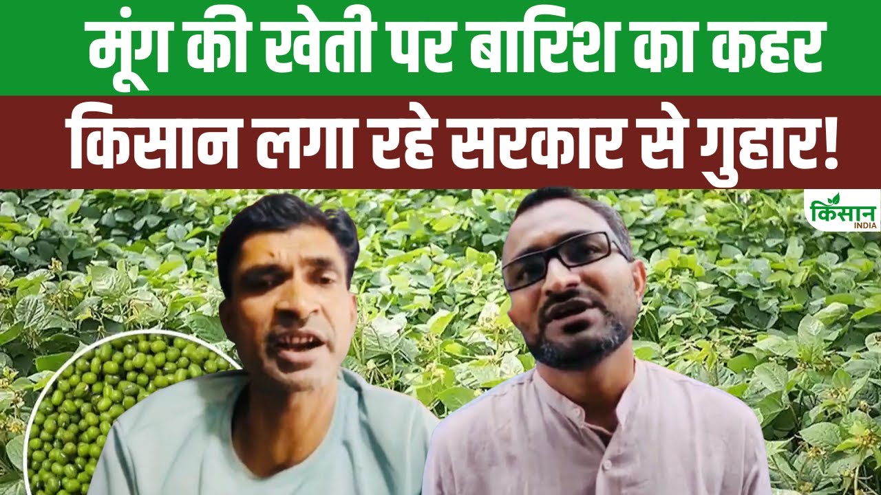 MP के रायसेन में मूंग खरीदी पर गहराया संकट! किसानों का हाल बेहाल!