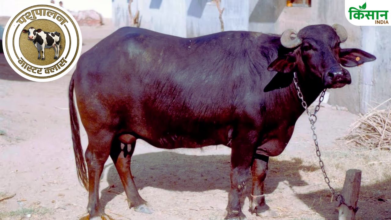 सिर्फ नस्ल नहीं, चारे वाला ये फॉर्मूला अपनाया तो भैंस देने लगी रोजाना 20 लीटर दूध!