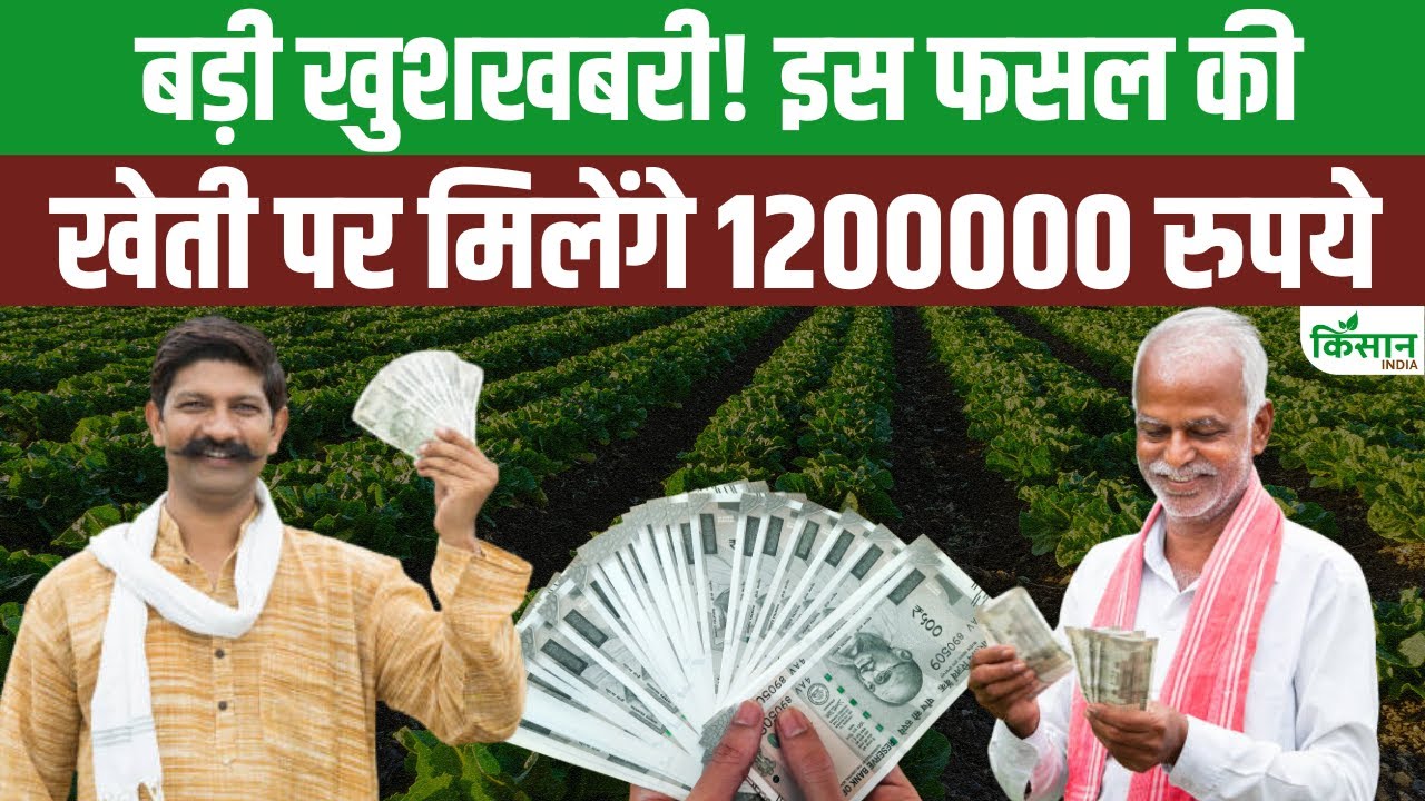 मशरूम उत्पादन को बढ़ावा दे रही बिहार सरकार, खेती पर किसानों को मिलेगी 40 फीसदी सब्सिडी