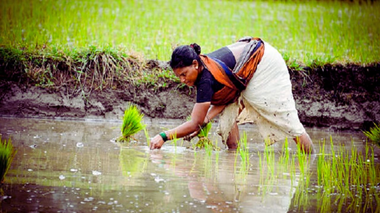 PM Fasal Bima Yojana: हर हेक्टेयर पर कितनी मिलेगी बीमा राशि? जानिए पूरी जानकारी