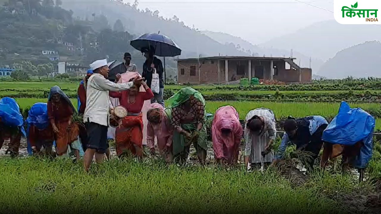 पहाड़ों में धान रोपाई की अनूठी परंपरा, ढोल की थाप और गीतों के साथ होती है फसल बुवाई