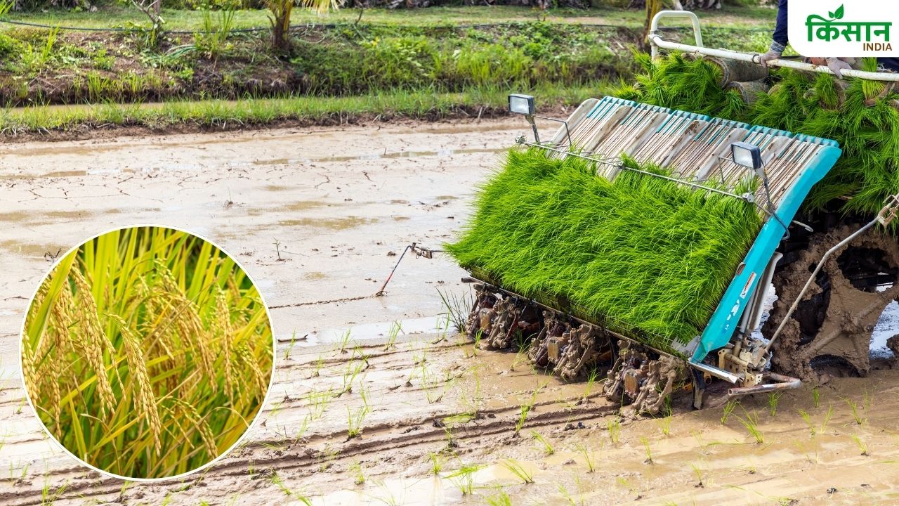 पैडी ट्रांसप्लांटर से धान की रोपाई होगी आसान, किसानों की मेहनत और समय की होगी बचत