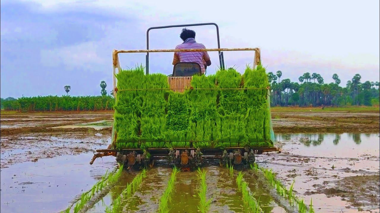 4500 रुपये एकड़ प्रोत्साहन के बाद भी टारगेट अधूरा, किसानों ने DSR तकनीक से क्यों बनाई दूरी?