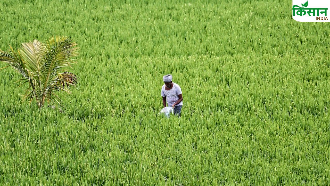 धान की खेती में सिर्फ मेहनत नहीं, मैनेजमेंट चाहिए! जानिए सिंचाई का सही फॉर्मूला