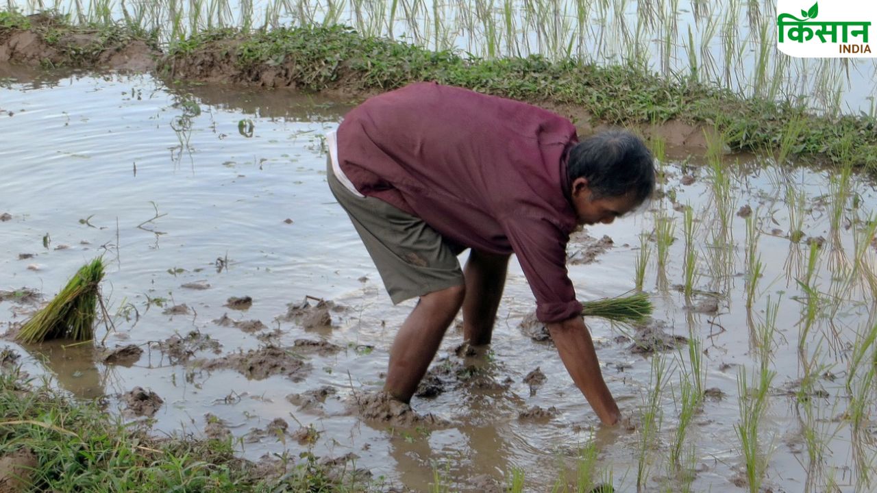 अब धान की खेती में डबल मुनाफा! किसान एक ही खेत में दो बार कर रहे रोपाई, जानिए कैसे