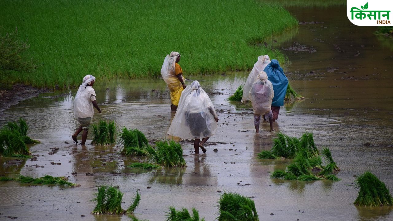 महाराष्ट्र में धान की रोपाई ने पकड़ी रफ्तार, पुणे में 2 लाख हेक्टेयर पहुंचा खरीफ का रकबा