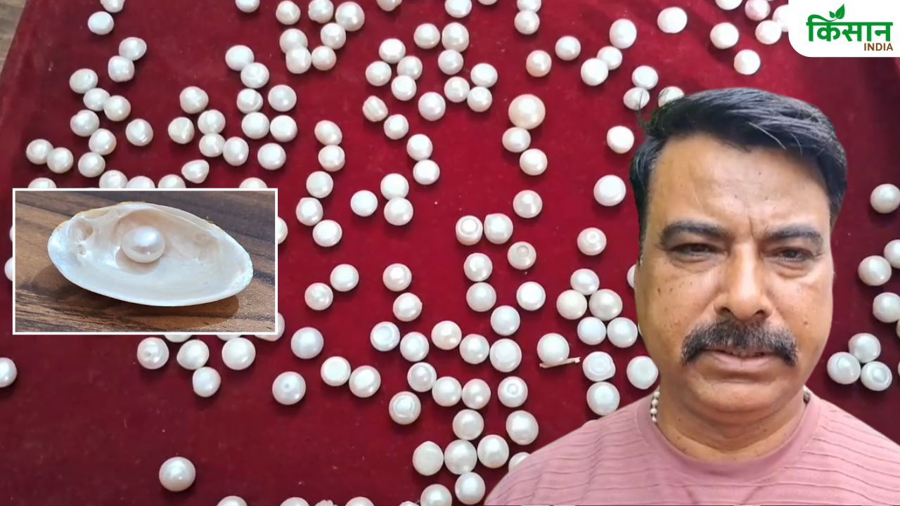 Pearl Farming: सीप से मोती निकालने में बनाया रिकॉर्ड, सउदी अरब में ट्रेनिंग देंगे ‘मोती मैन’ नरेंद्र