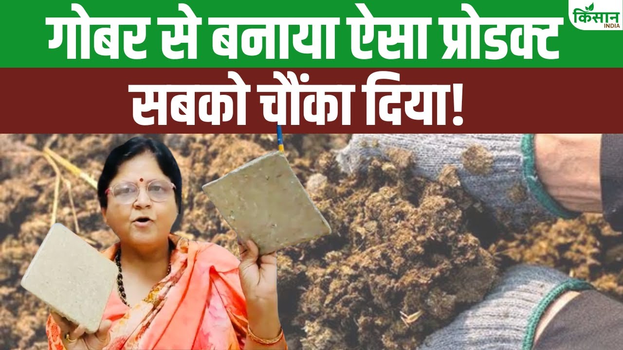 गाय के गोबर से बनाई प्लाईवुड, भोपाल की डॉ. सरिता दीक्षित ने किया कमाल