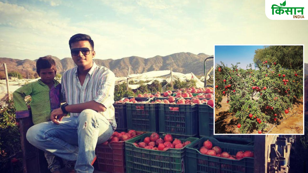 विदेश की नौकरी छोड़ नवदीप ने शुरू की अनार की खेती, करोड़ों की कमाई के साथ दूसरों को दे रहे रोजगार