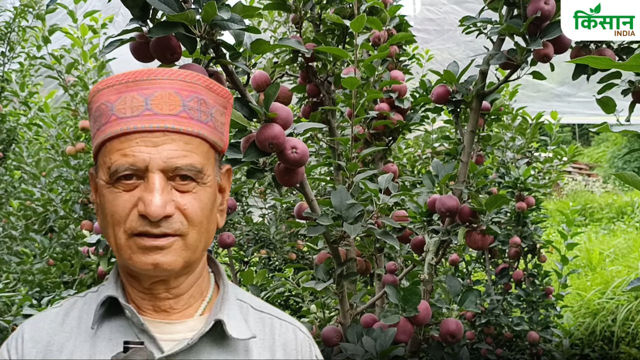 राजगढ़ के किसान रविदत्त ने किया सेब की खेती का रुख, सालाना कर रहे बंपर पैदावार