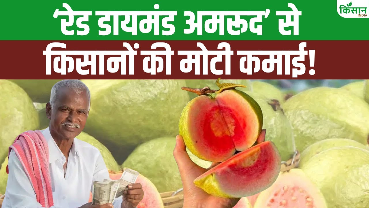 रेड डायमंड अमरूद से बदल रही किसानों की किस्मत, सरकार दे रही 80 हजार रुपये की मदद