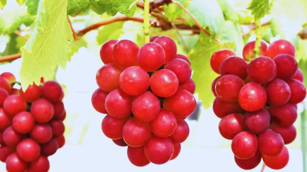 Ruby Roman Grapes (8400 डॉलर की अंगूर की थैली): यह बड़े आकार के लाल रंग के अंगूर किसी आम बाजार में नहीं मिलते. मीडिया रिपोर्ट के अनुसार नीलामी में बिकने वाला ये अंगूर, मीठे स्वाद और चमकदार रंग के कारण बेहद महंगा है. Ruby Roman Grapes (8400 डॉलर की अंगूर की थैली): यह बड़े आकार के लाल रंग के अंगूर किसी आम बाजार में नहीं मिलते. मीडिया रिपोर्ट के अनुसार नीलामी में बिकने वाला ये अंगूर, मीठे स्वाद और चमकदार रंग के कारण बेहद महंगा है.