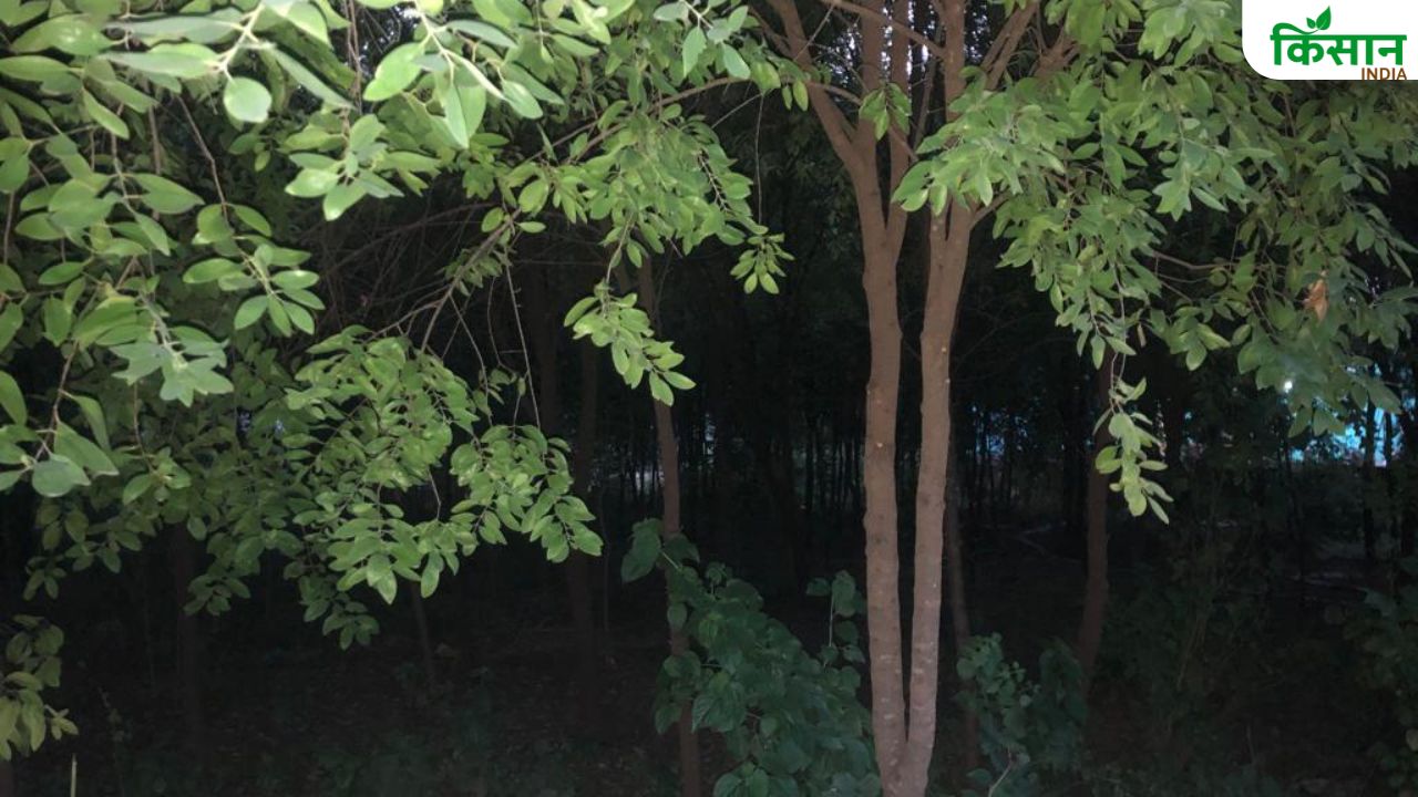 अलग करने की चाह में अलवर के किसान ने शुरू की चंदन की खेती, करोड़ों की कमाई कराएंगे पेड़