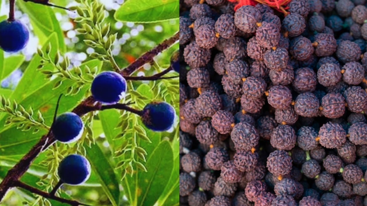Sawan 2025: घर के बगीचे में लगा सकते हैं भोलेनाथ का प्रिय Rudraksha, जानें पूरा प्रोसेस