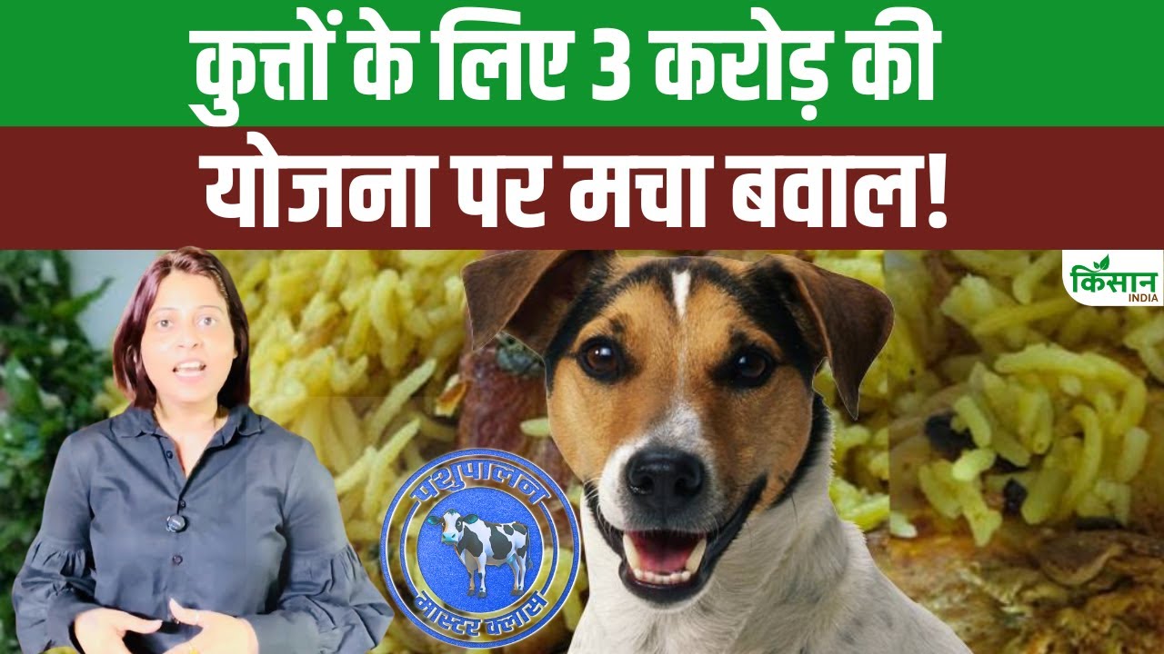 बेंगलुरु नगर निगम करेगा 5 हजार आवारा कुत्तों की देखभाल, सालाना खर्च होंगे 3 करोड़ रुपये