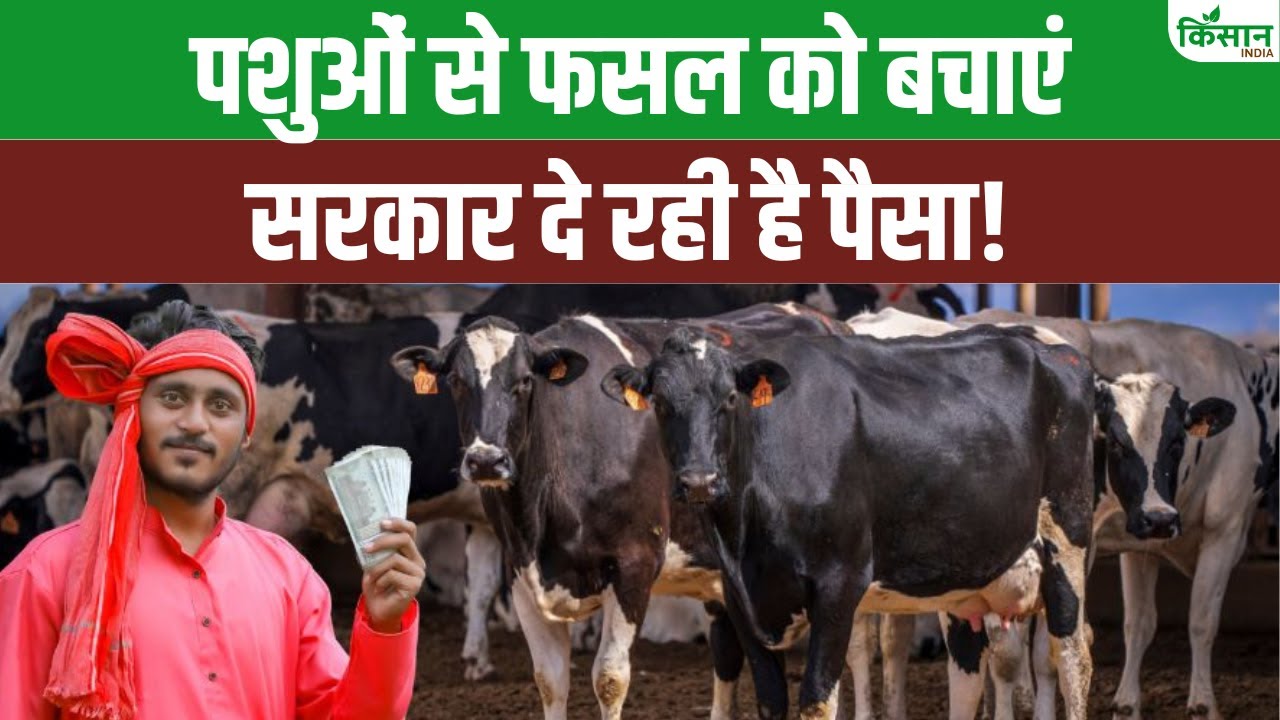छुट्टे पशुओं से फसल को बचाने के लिए करें खेत की फेंसिंग, यूपी सरकार दे रही सब्सिडी