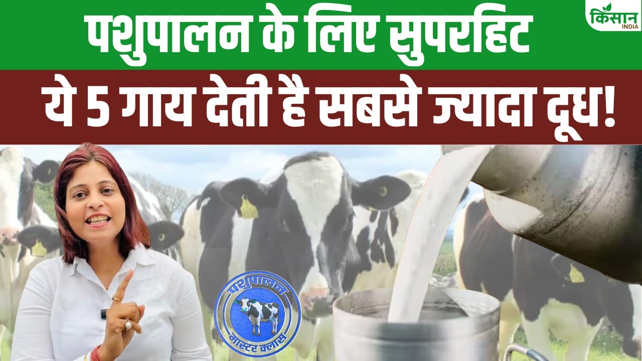 देशी गायों की ये 5 नस्लें हैं सफेद सोना, किसानों को कराती हैं मोटा मुनाफा