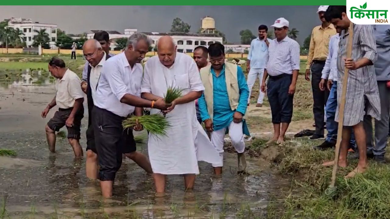 90 दिन में तैयार होने वाली धान की नई किस्म विकसित, रोपाई करने खुद खेत में उतरे कृषि मंत्री
