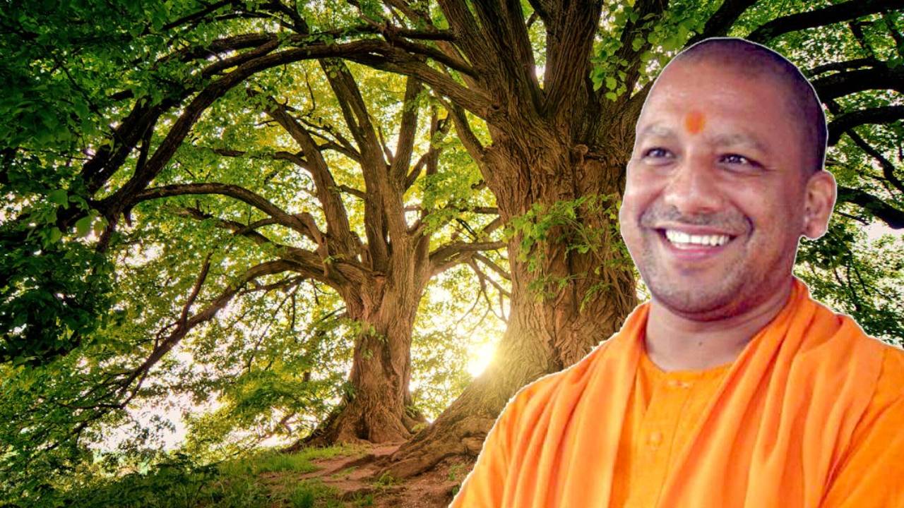 उत्तर प्रदेश में पेड़ लगाना बना कमाई का जरिया, किसानों के लिए शुरू हुई कार्बन क्रेडिट योजना