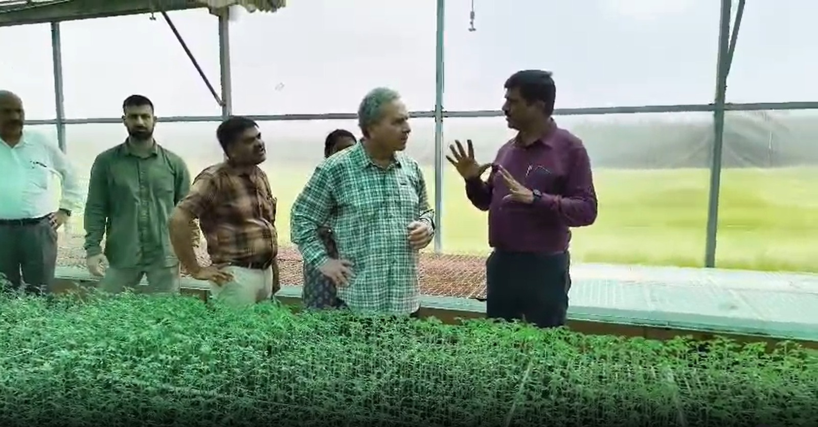 इजरायल तकनीक से सब्जी उत्पादन बढ़ा, एमपी में टमाटर-मिर्च और खीरा-ककड़ी की बंपर पैदावार