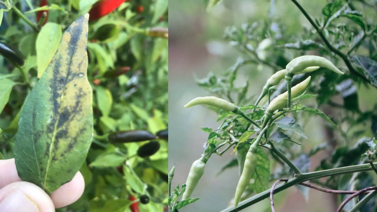 काले पत्ते बिगाड़ सकते हैं मिर्च की फसल, ऐसे करें इलाज