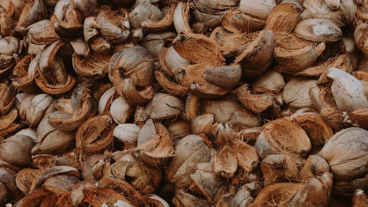 नारियल के छिलके से बनाएं फ्री में जैविक खाद, जानें आसान तरीका